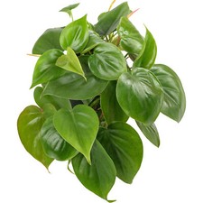Philodendron scandens | Fast