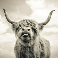 Grey Highland Cow CANVAS WALL ART HOME DECOR PICTURE PRINT FRAMED 16X16INCHES