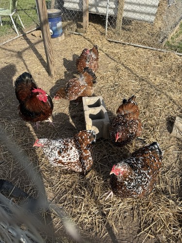 Rhode island red hatching - 12+,