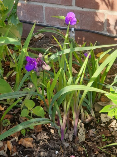 Tradescantia andersoniana