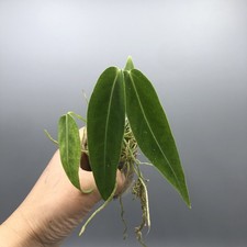 Anthurium Warocqueanum Queen