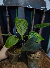 Anthurium Bundle (Nigrolaminum