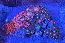 🌈 WYSIWYG "Instant Reef"