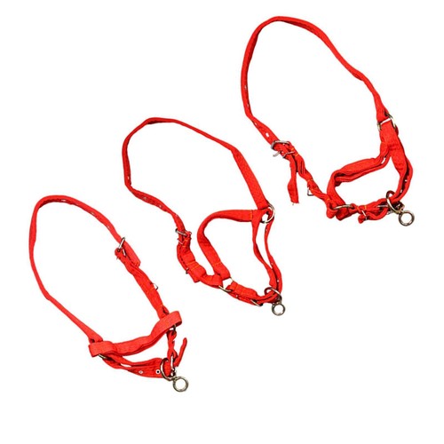 Horse rope training - training, halter