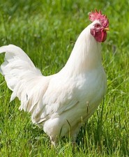 12 White Leghorn Chicken