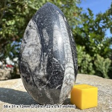 Orthoceras fossil – 400