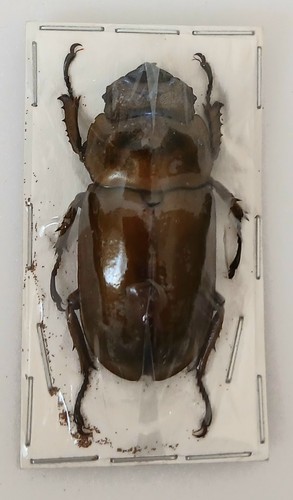 Allotopus rosenbergi bronze - rosenbergi,