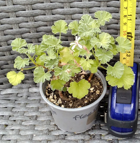 Pelargonium fragrans - pelargonium, x