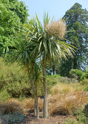 Cordyline australis - , /