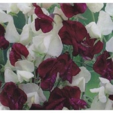 SWEET PEA  NIGHT AND DAY  40 FINEST SEEDS