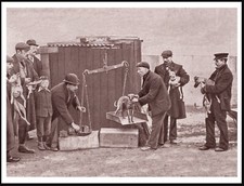 WHIPPET RACING THE WEIGHING IN