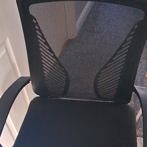 Black mesh back swivel - back,