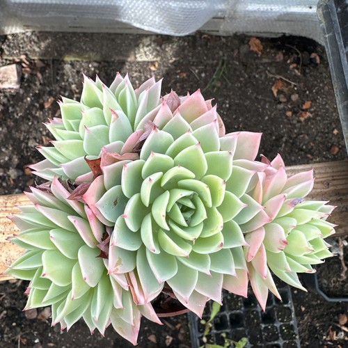 Mixed succulent plants
