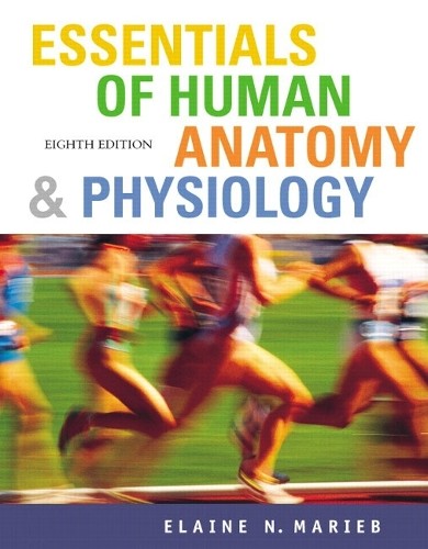 Essentials human anatomy - of,