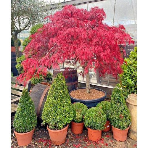 Acer tree garnet red - red, umbrella