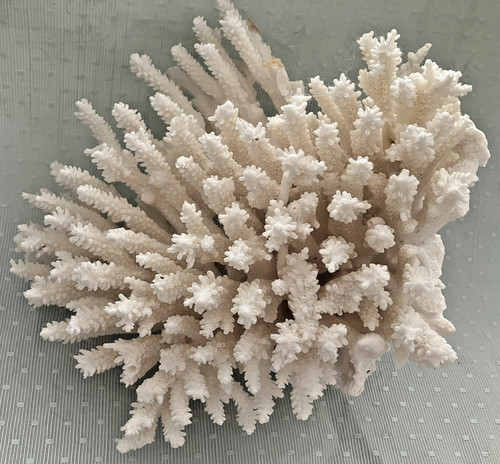 White table coral large - table,