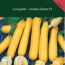 COURGETTE GOLDEN ZEBRA F1  10