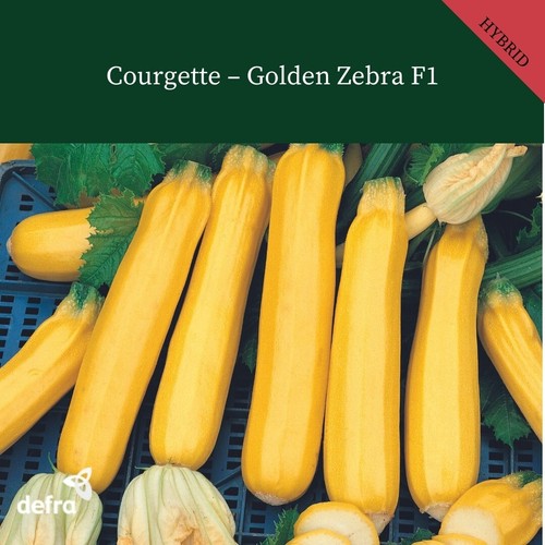 Courgette golden zebra 10 - golden,