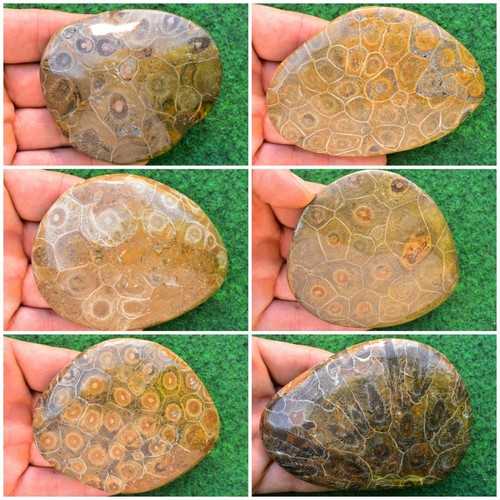Fossil coral head polished - fossil,