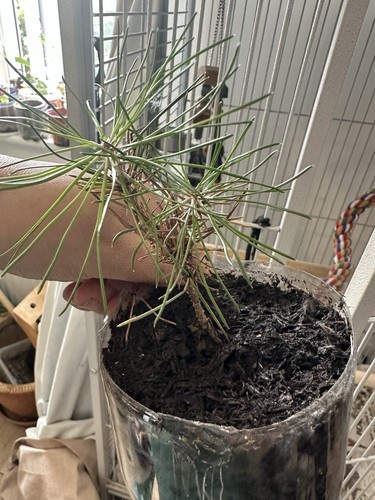 Japanese black pine - japanese,