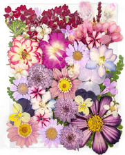 15 Types 37Pcs Purple Dried