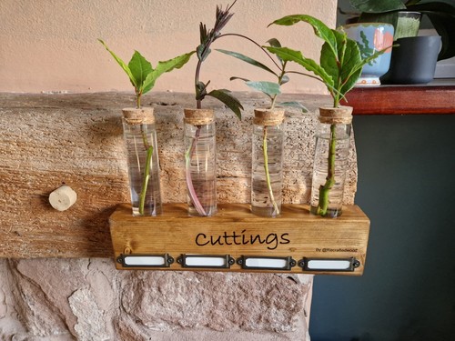Plant propagation station - plant, |