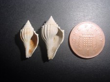 2 Bartonian Eocene Volutospina scalaris Volutidae Upper Barton Beds England