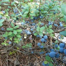 Vaccinium uliginosum 15+ PCS