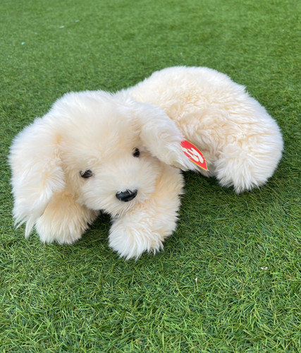 Honey plush puppy - honey,