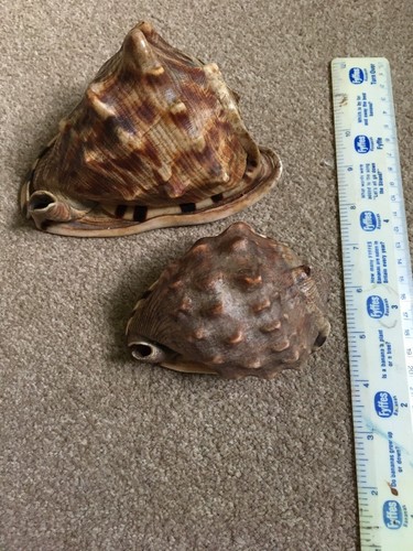 Large sea shells - large,