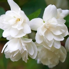 Philadelphus Snowbelle Mock