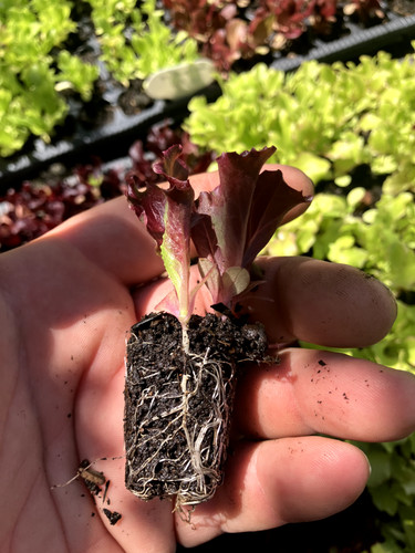 Lollo rosso lettuce multi - lollo, x6
