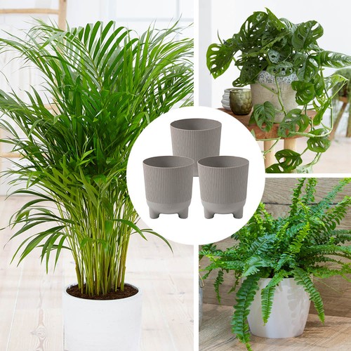 Houseplant collection x - collection,, 3
