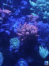 Bubble Tip Rainbow Anemone Coral Marine Aquarium Reef Fish Tank