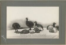 Newborn Ostrich chicks hatching from eggs rare antique 1898 bird photo CA