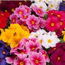 Primula Polyanthus Wanda XP Mix X 12 Mini Plug Plants for Potting on See Photos