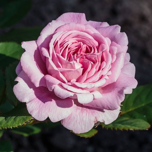 Rose bush countess marie - rose,