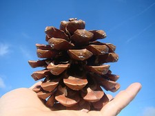 Umbrella Pine, PINUS PINEA