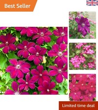 Gorgeous Clematis 'Rouge