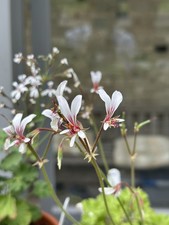 Pelargonium mollicomum, 5 Seeds, Species, 2025 Harvest