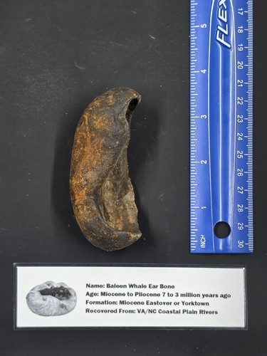 Whale ear bone fossil yorktown - whale,