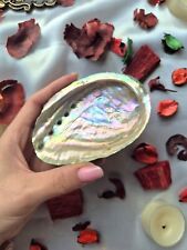 Abalone Shell 100% Natural