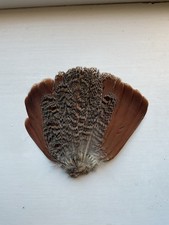English Partridge Whole Tail. Fly Tying, Crafts.