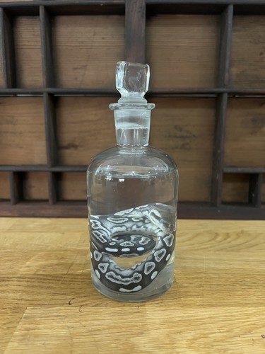 Royal python wet - wet, specimen