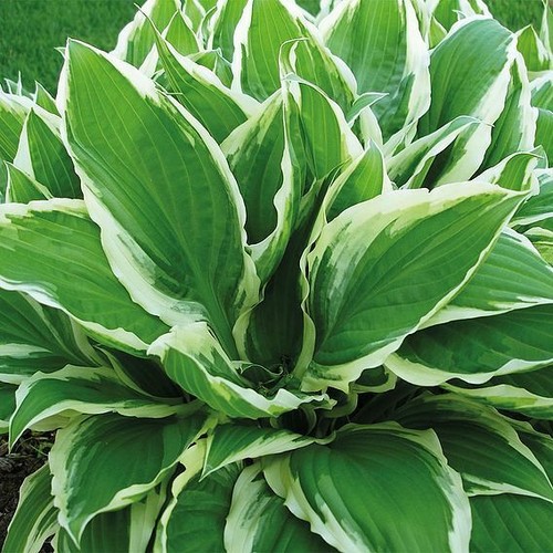 Potted hardy garden - potted, plant