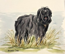 Dutch Shepherd watercolor