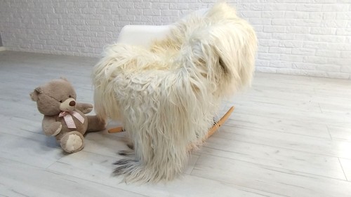 Giant icelandic cream curly - icelandic,