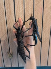 Stick insect Ova/Eggs - Eurycantha horrida "Popondetta" X10 