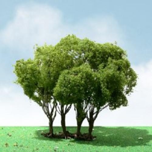 Pro elite tree privet 2 - pro-elite,