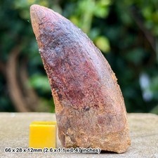 Carcharodontosaurus dinosaur tooth fossil (similar to t-rex) - cretaceous, kem